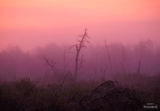 Morgenrot Pfrunger-Burgweiler Ried